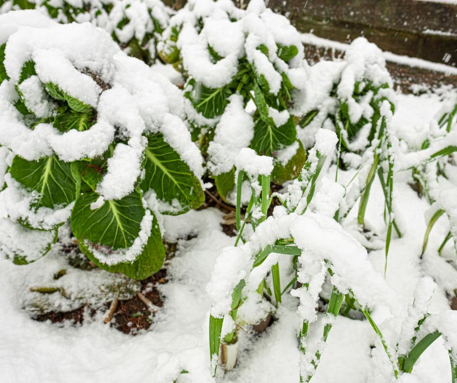how to overcome the frosty challenges of outdoor gardening?