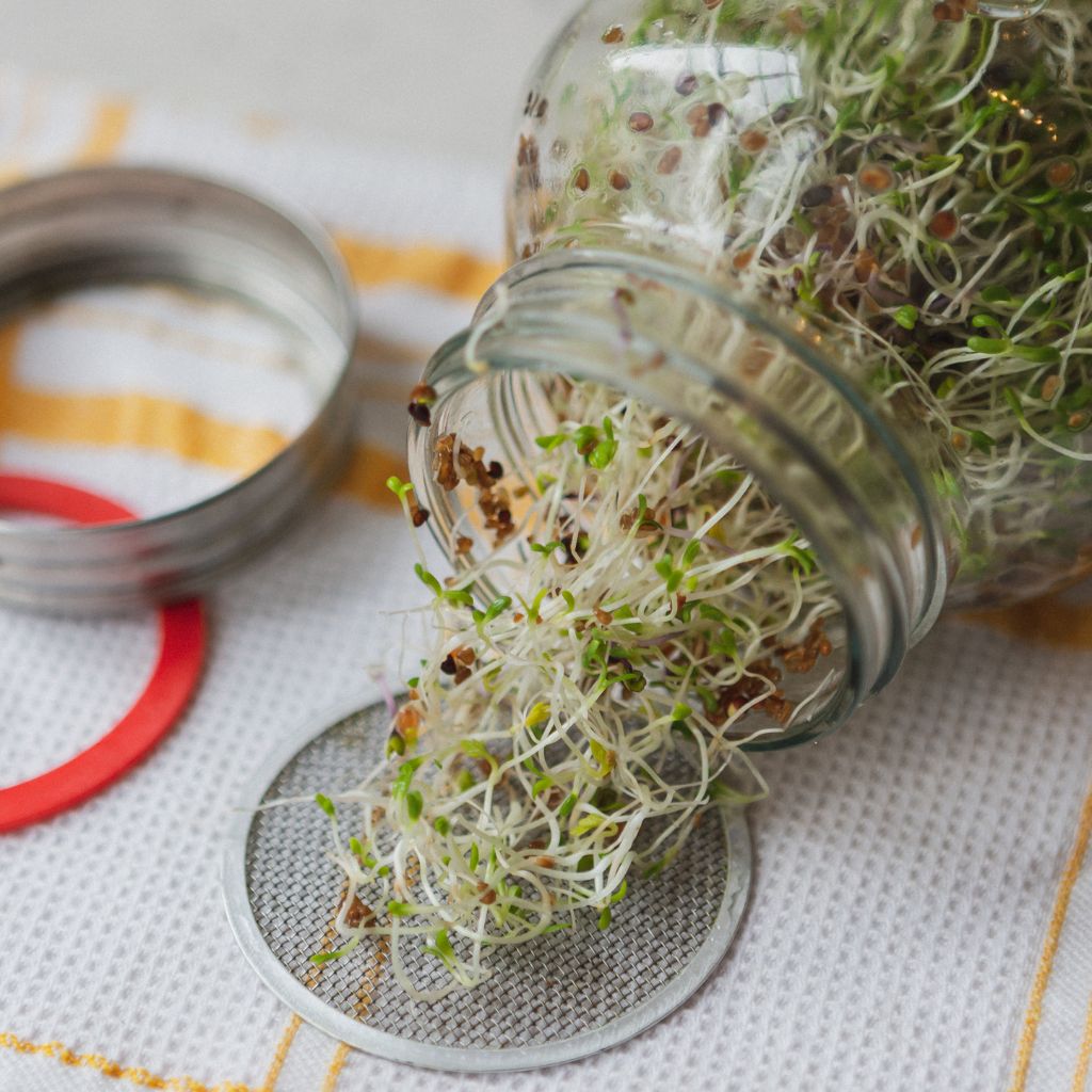 SPROUTING STARTER KIT – Pearl Jars